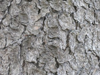 Noel ağacının kaba gövdesi kabuğu kapat