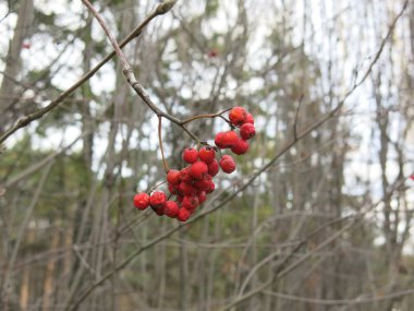 kırmızı parlak dağ kül kümeleri