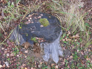 Gri çürük meşe kütüğü sonbaharda