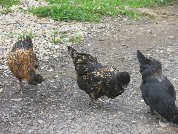 帕夫洛维奇的鸡在夏天走路 — 图库照片