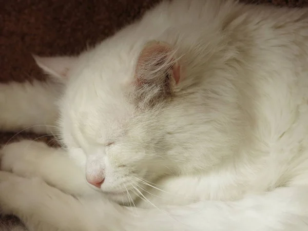 Λευκή Γάτα Ξεκουράζεται — Φωτογραφία Αρχείου