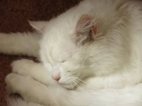 Kucing Putih Sedang Beristirahat — Stok Foto