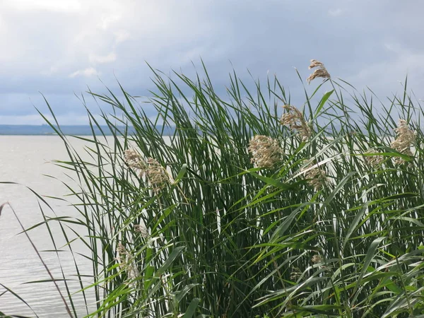 Озеро Нерон Ростове Дону — стоковое фото