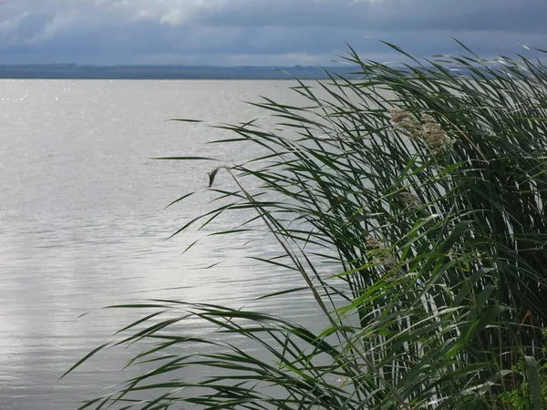 Озеро Нерон Ростові Великий Зелена Трава Влітку — стокове фото