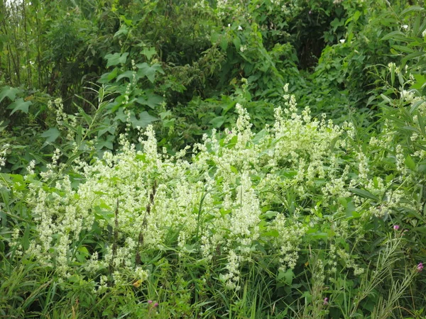 Зелений Цвіте Ароматним Хмелем — стокове фото