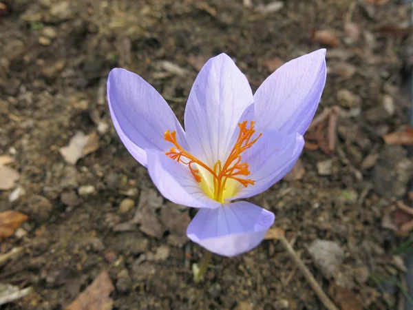 Niebieski Krokus Żółtym Środkiem — Zdjęcie stockowe