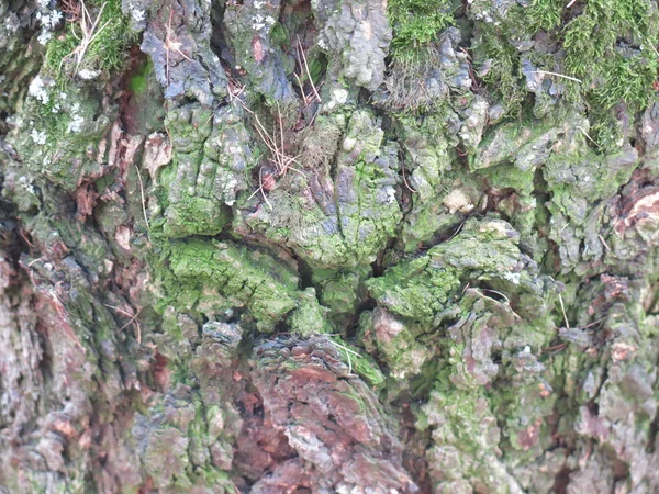 Primer Plano Corteza Árbol Con Musgo Verde —  Fotos de Stock