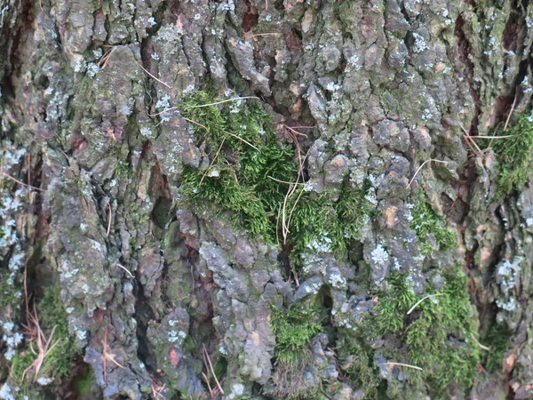 Δέντρο Φλοιός Closeup Πράσινα Βρύα — Φωτογραφία Αρχείου