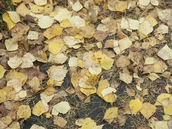 Autumn Yellow Leaves Road — Stock Photo, Image