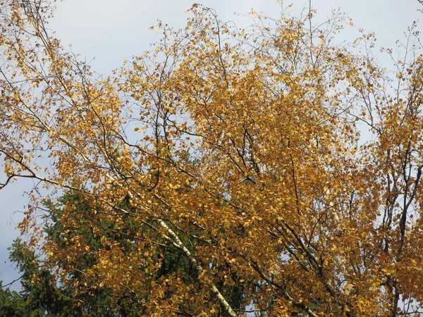 Vidoeiro Amarelo Outono — Fotografia de Stock