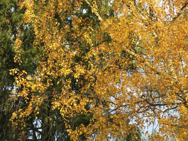 Vidoeiro Amarelo Outono — Fotografia de Stock