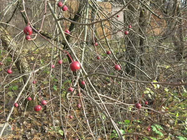 Sonbaharda Parlak Kızıl Dikenli Meyveler — Stok fotoğraf