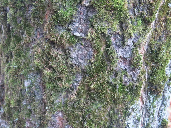 Πράσινο Moss Στο Φλοιό Των Δέντρων — Φωτογραφία Αρχείου