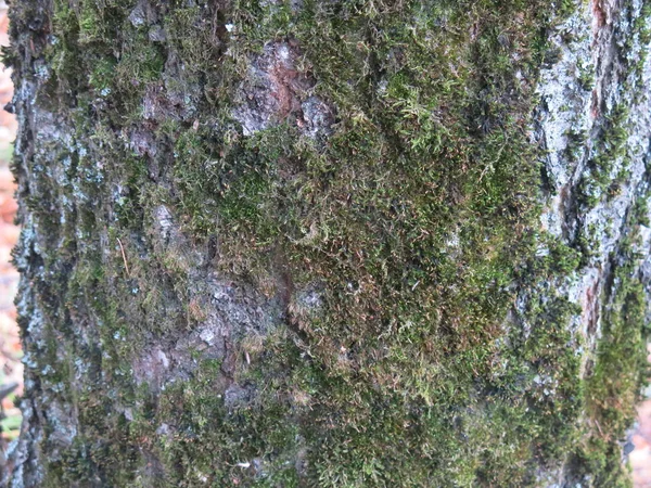 Green Moss Tree Bark — Stock Photo, Image