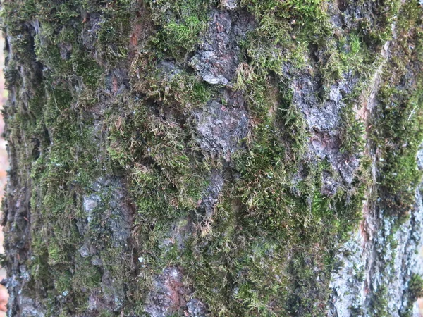 Green Moss Tree Bark — Stock Photo, Image