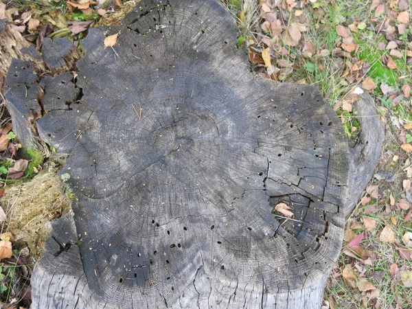 Grå Rutten Stubbe Hösten — Stockfoto