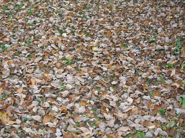 Осенние Листья Земле — стоковое фото
