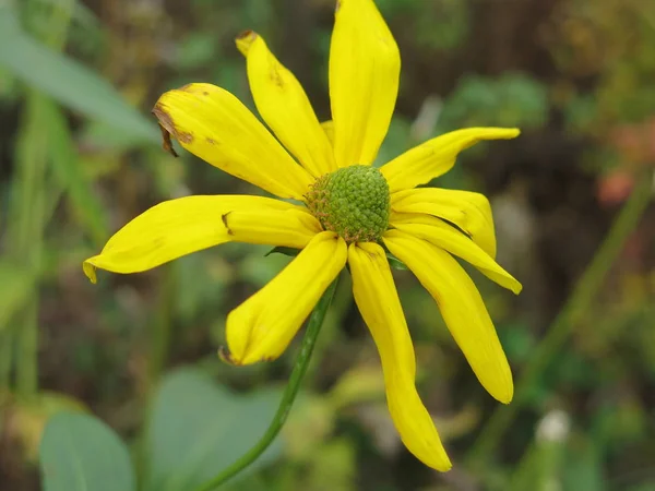 Flor Amarilla Como Una Margarita — Foto de Stock