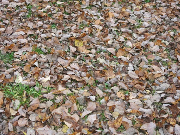 Folhas Outono Chão — Fotografia de Stock