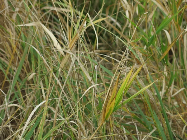 Textur Des Trockenen Grases Herbst — Stockfoto