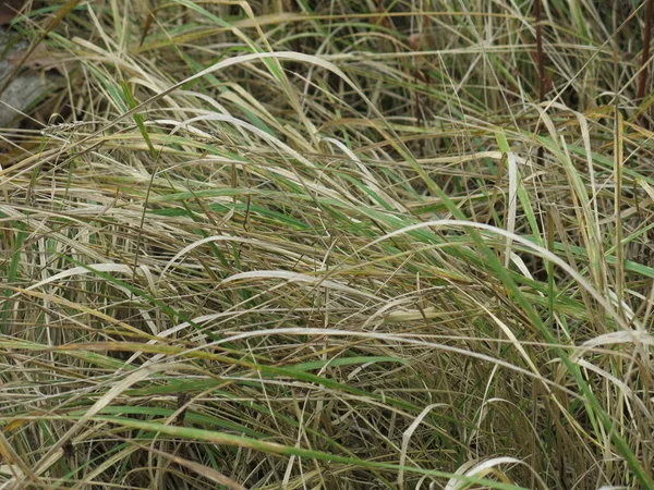 Textuur Van Herfst Droog Gras — Stockfoto