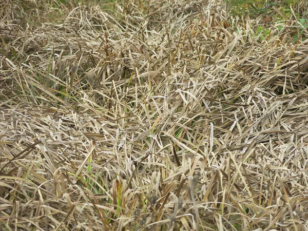 秋のドライグラスの質感 — ストック写真