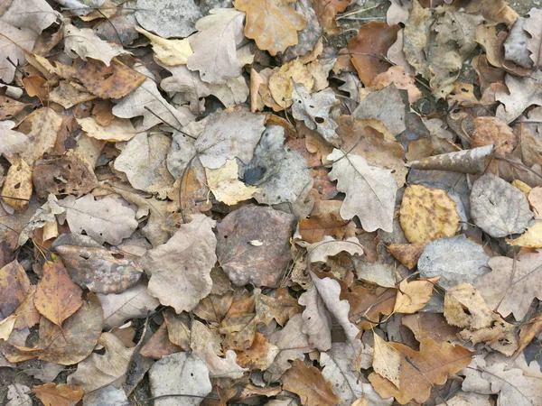 Trockene Herbstblätter Auf Dem Boden — Stockfoto