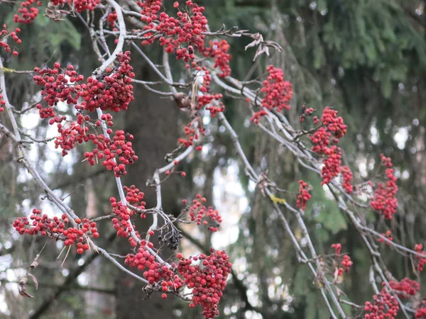 Grappoli Cenere Rossa Montagna Autunno — Foto Stock