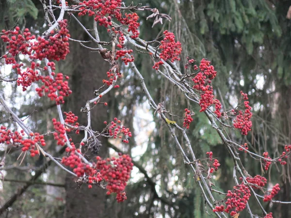 Clusters Red Mountain Ash Autumn — Stock Photo, Image