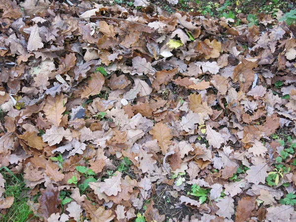 Droge Herfstbladeren Grond — Stockfoto