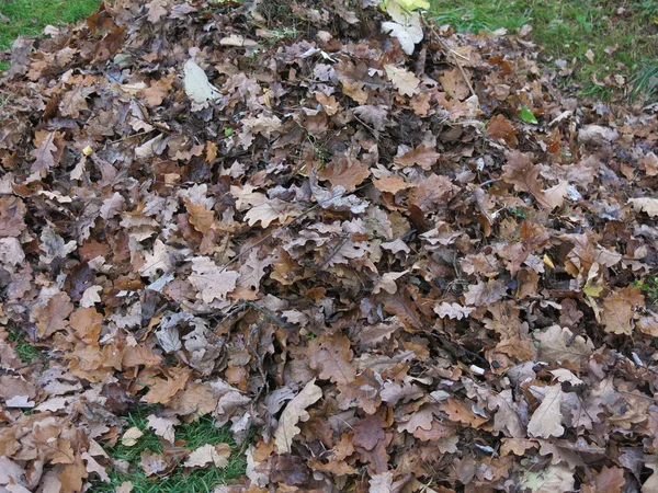 Hojas Otoño Suelo — Foto de Stock