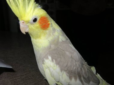 Papağan Corella büyük masada oturuyor.