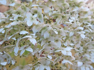 Kuru beyaz çiçekli sonbahar çalısı