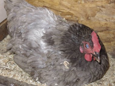 Gri tavuk yuvada oturuyor.