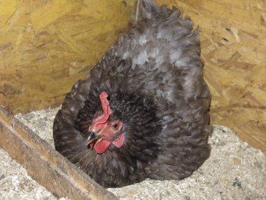 Gri tavuk yuvada oturuyor.