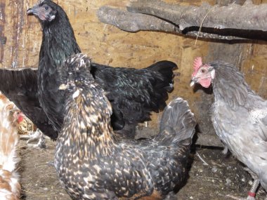 Kümeste farklı cinsten değişik tavuklar var.
