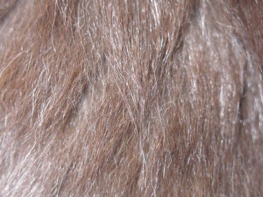 Siyah bir kedinin kürkü. 