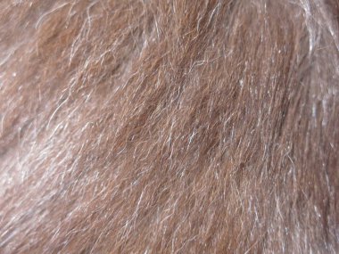 Siyah bir kedinin kürkü. 