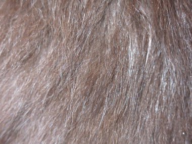 Siyah bir kedinin kürkü. 