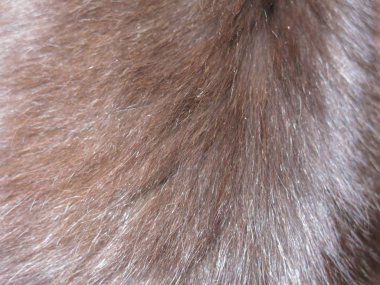 Siyah bir kedinin kürkü. 