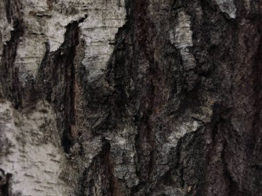 Siyah beyaz huş ağacı kabuğu