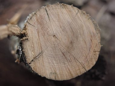 Genç bir ağacın dalını kesmiş.