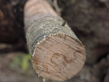 Genç bir ağacın dalını kesmiş.