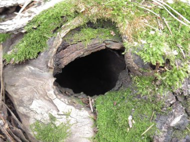 Yosun içindeki yaşlı bir ağaçta hayvan yuvası