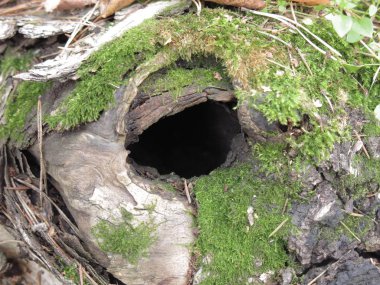 Yosun içindeki yaşlı bir ağaçta hayvan yuvası