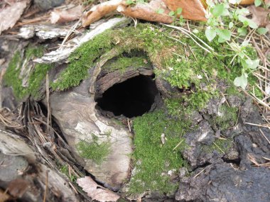 Yosun içindeki yaşlı bir ağaçta hayvan yuvası