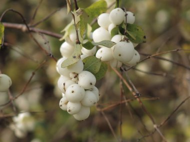 Beyaz böğürtlenli sonbahar çalıları