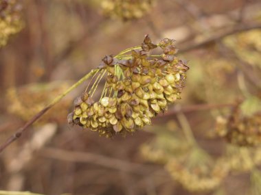 Kuru sonbahar çalısı (demet) bir sepet tohumla