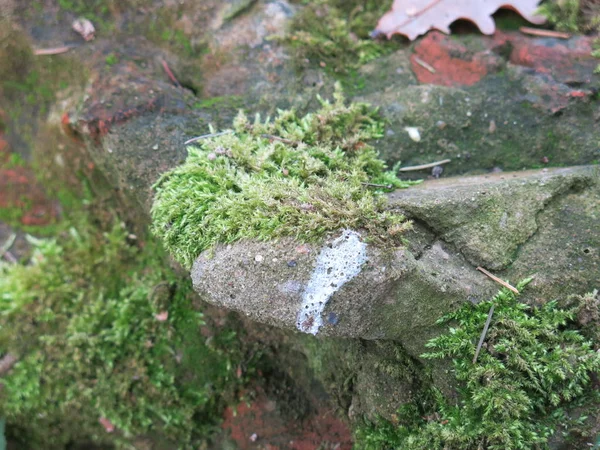 Musgo Verde Sobre Ladrillos Viejos — Foto de Stock