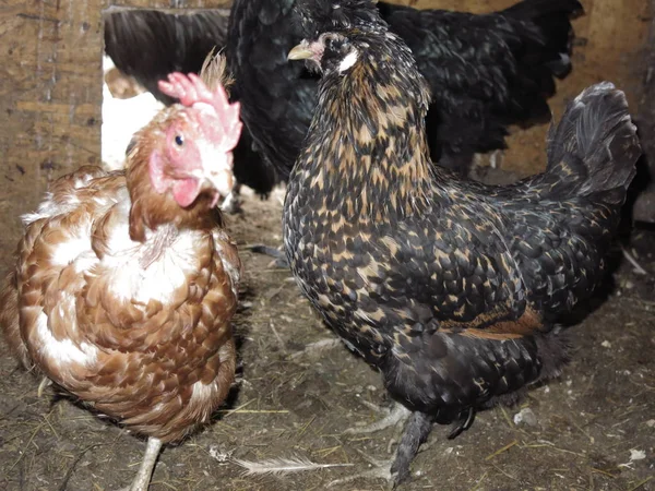 鸡舍中不同品种的杂交鸡 — 图库照片